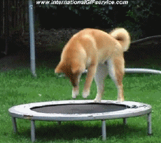 Humor - Fun Animales Perros 01 