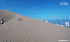 Humor -  Fun Sport Snowboard Auf dem Sand (Sandboarding) 