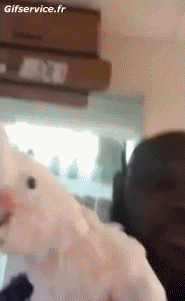 Humor -  Fun Animals Birds Parakeet Parrot 