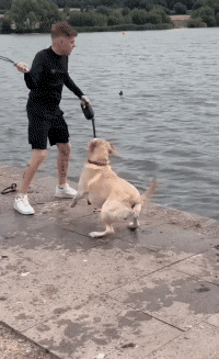 Humor - Fun Animales Perros 04 