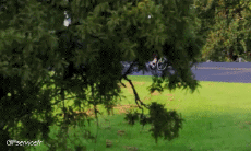 Humor -  Fun Sport Trike Drifting Fun - Win 