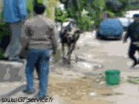 Humor -  Fun Animals Cows 01 