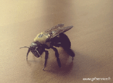 Humor -  Fun Tiere Insekten 01 