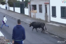 Humor -  Fun Tiere Stier 01 