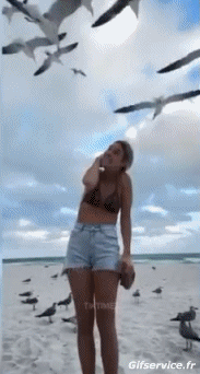 Humor -  Fun Animals Birds Seagulls 