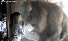 Humor -  Fun Tiere Löwen 01 