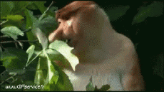 Humour - Fun Animaux Singes Serie 01 