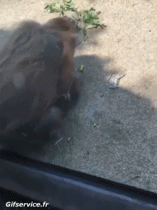 Humor - Fun Animales Monos 01 