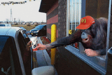 Humour - Fun Animaux Singes Serie 01 