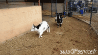 Humor -  Fun Animals Goats - Goatee 01 