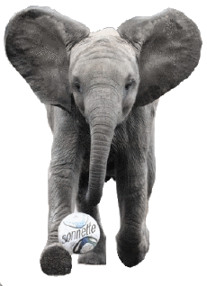 Humour - Fun Animaux Eléphants 01 