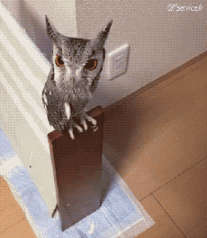 Humor -  Fun Tiere Geflügel Raptor & Nocturne 