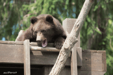 Humour - Fun Animaux Ours Serie 01 