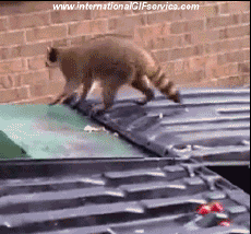 Humor -  Fun Animals Raccoons 01 