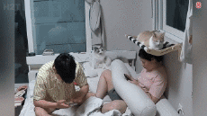 Humor - Fun Animales Gatos 06 