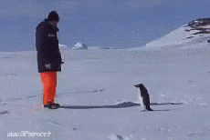 Humor -  Fun Tiere Pinguine 01 