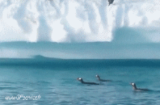 Humor -  Fun Tiere Pinguine 01 