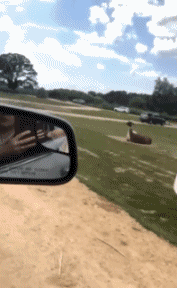 Humor -  Fun Tiere Lama 01 