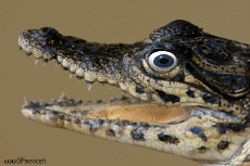 Humour - Fun Animaux Crocodiles - Caïman Serie 01 