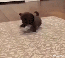 Humor - Fun Animales Perros 04 