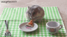 Humour - Fun Animaux Hamster 01 