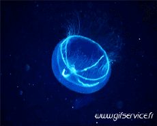 Umorismo -  Fun Animali Medusa 01 