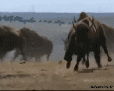 Humor - Fun Animales Bisontes 01 