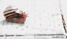 Humor -  Fun Animals Snails 01 