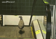 Umorismo -  Fun Animali Uccelli Vari 