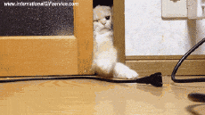 Humor -  Fun Animals Cats 01 