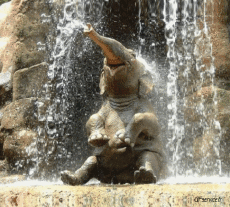 Humor - Fun Animales Elefantes 01 