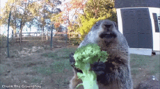 Humor -  Fun Animals Marmots 01 