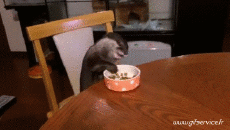 Humor -  Fun Animals Ferrets 01 