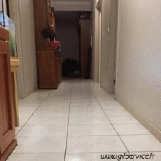 Humor - Fun Animales Oveja 01 