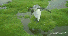 Humor -  Fun Animals Penguins 01 