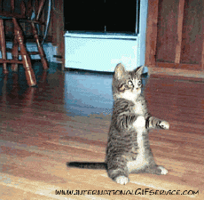 Humor -  Fun Tiere Katze 01 