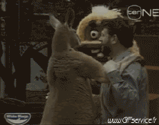 Humor - Fun Animales Canguros 01 