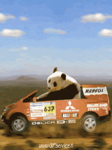 Humor -  Fun Animals Bears 01 