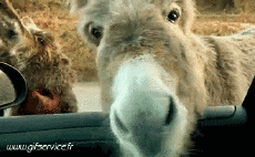 Humor - Fun Animales Burros 01 