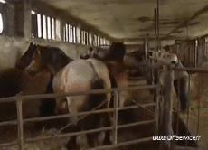 Humor -  Fun Animals Horses 01 