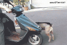 Humor -  Fun Animals Dogs 02 