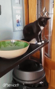 Umorismo -  Fun Animali Gatti 06 