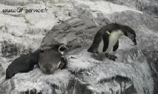 Humor -  Fun Tiere Pinguine 01 