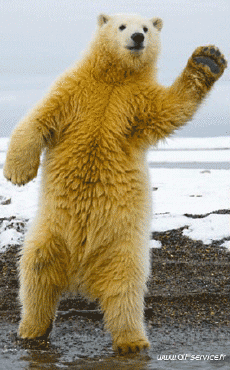 Humor - Fun Animales Oso 01 