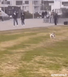 Humor -  Fun Animals Dogs 04 