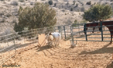 Umorismo -  Fun Animali Toro 01 