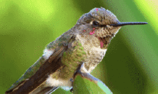 Humor - Fun Animales Pájaros Colibrí 