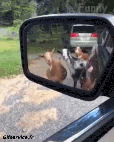 Humor - Fun Animales Cabras - Perilla 01 