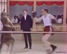 Humor -  Fun Animals Kangaroos 01 