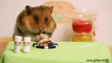 Humour - Fun Animaux Hamster 01 